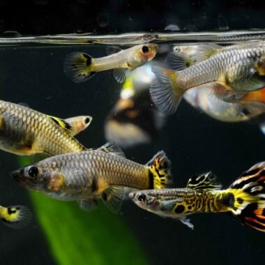 The Best Livebearer Aquarium Fish for Breeding
